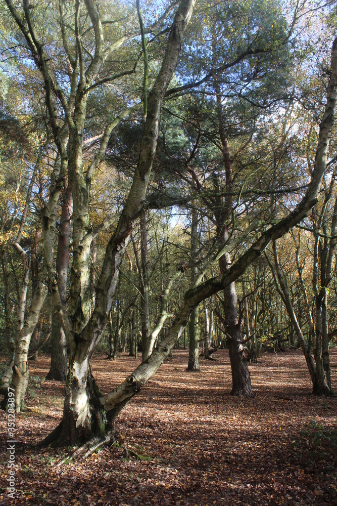 Fototapeta premium British woodlands in autumn with dappled sunlight coming through the forest canopy near Selby North Yorkshire