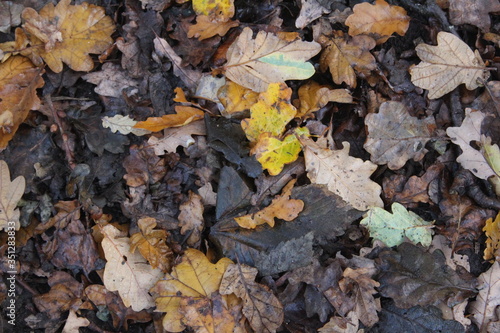 Leaves decomposing on forest floor in British woodland In Yorkshire UK