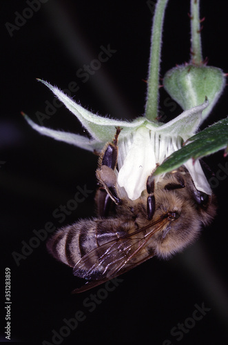 Honeybee, Raspberry, Berry, Fruit, Wild fruit, Thuringia, Germany, Europe photo