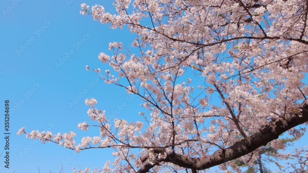 風に揺れる満開の桜