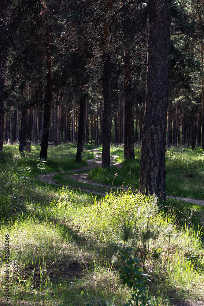 Obraz premium Pine in the Ural pair.