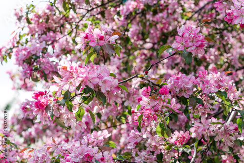 Blooming pink trees. © Oksana Smyshliaeva