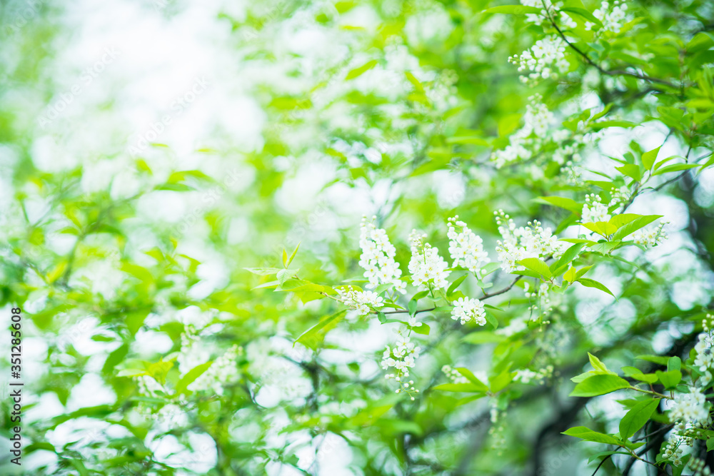 Blooming bird cherry tree in the garden. Selective focus. Blooming bird cherry tree in the garden. Selective focus.