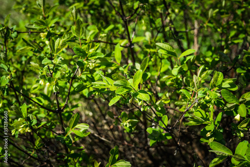 Blooming honeysuckle branch with new green leaves. Selective focus. Shallow depth of field.