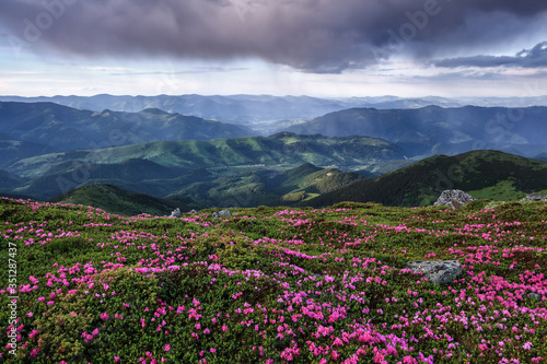 Beautiful summer scenery. Majestic photo of mountain landscape with beautiful dramatic sky. The rhododendron flowers grow at the rocks. Save Earth. Concept of nature rebirth.