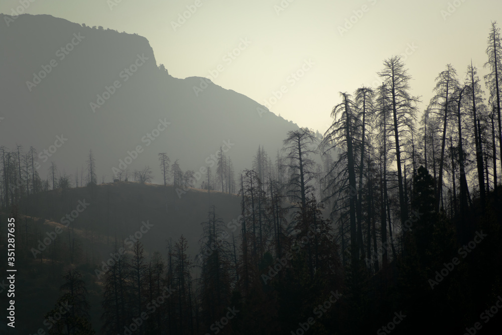 Fototapeta premium sunrise over the burnt trees on the mountain hills 