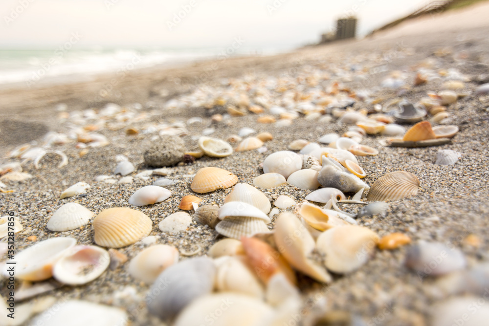 Close Up of Sea Shells on a Sandy Beach Close Up of Sea Shells on a Sandy Beach