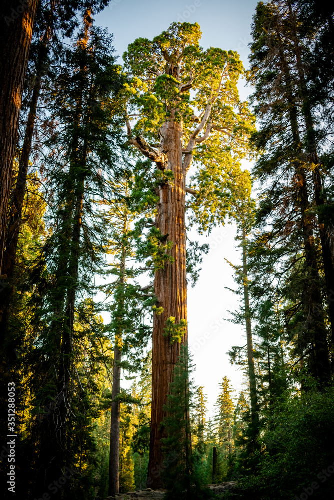 Fototapeta premium redwood tree at sunset