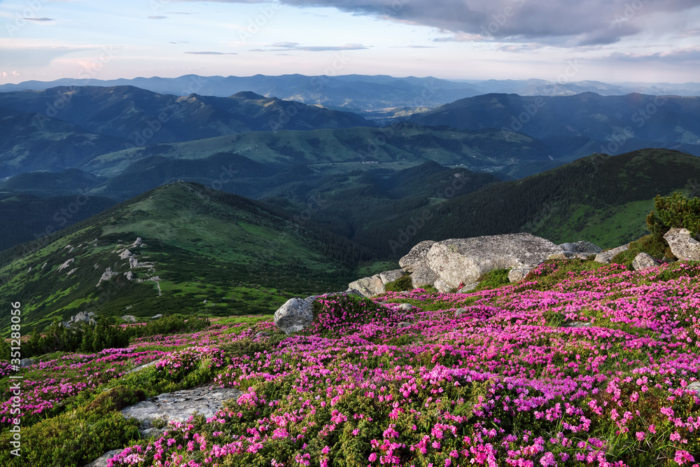 Beautiful summer scenery. Majestic photo of mountain landscape with beautiful dramatic sky. The rhododendron flowers grow at the rocks. Save Earth. Concept of nature rebirth. Beautiful summer scenery. Majestic photo of mountain landscape with beautiful dramatic sky. The rhododendron flowers grow at the rocks. Save Earth. Concept of nature rebirth.