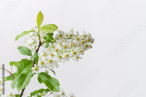 A young flowering cherry twig on a plain background. Cherry flowers have a pleasant smell and are used in cosmetology and aromatherapy. Copy space text.