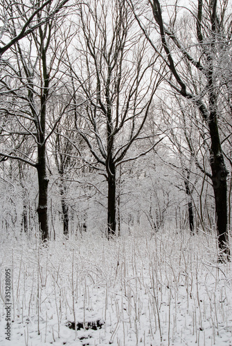 Trees among the snow in the park. Winter landscape. © pushann