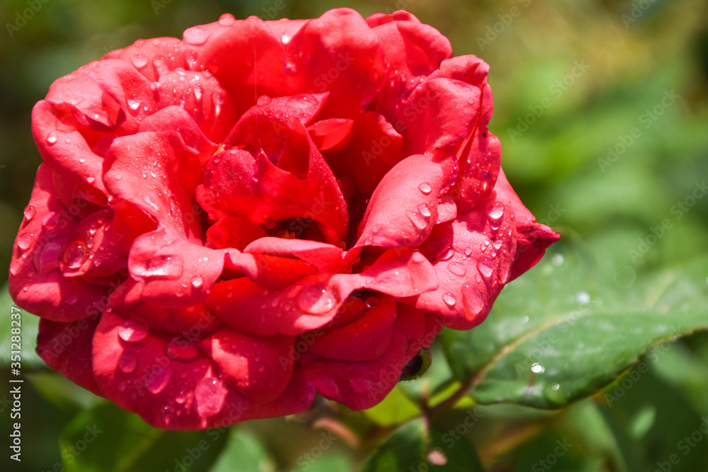 Obraz premium big red rose velvet texture with water drops