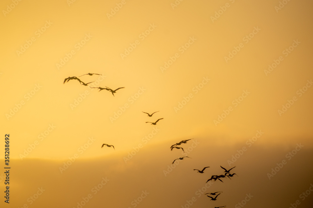 flock of birds over monterey bay california