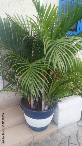 plant in a pot