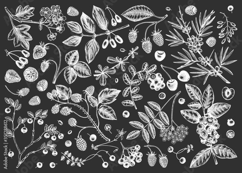 Hand-drawn summer berries on chalk collection. Wild berries and flowers isolated on white background. Ink hand drawing. Vintage forest or orchard plant sketches. Summer berries outline. Healthy food 