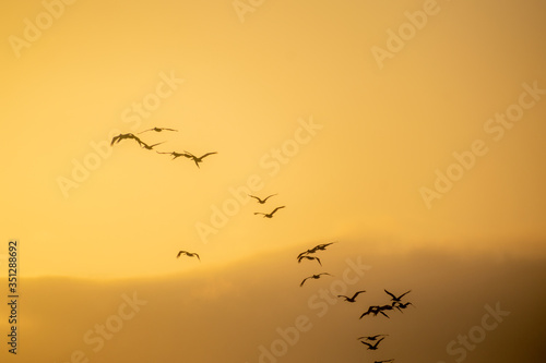 flock of birds over monterey bay california