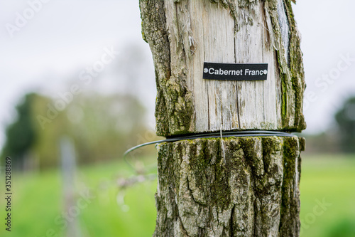 A Mossy Vineyard Post with a Cabernet Franc Label