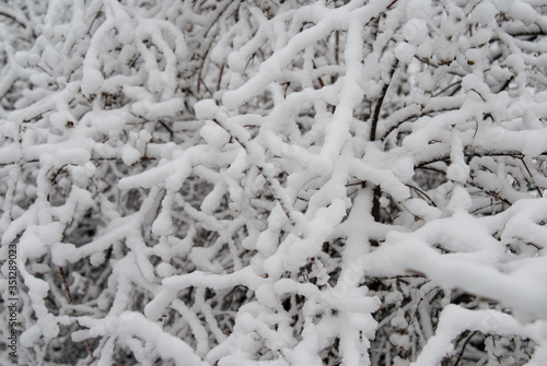 Texture of snowy branches closeup.
