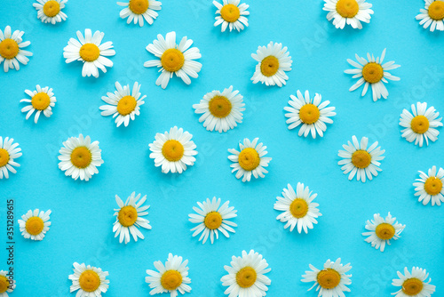 Fototapeta Naklejka Na Ścianę i Meble -  Daisy pattern. Summer chamomile flowers on blue background. Flat lay. Top view.