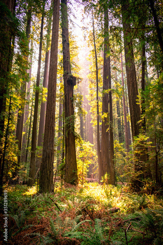 sunlight in the redwood forest california