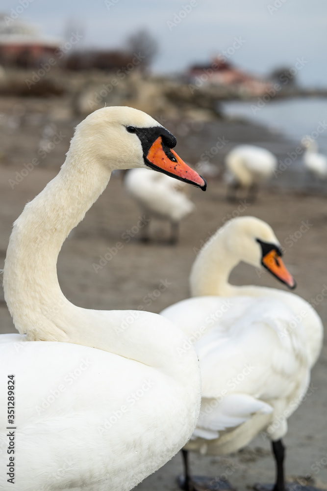 Flock of swans by the sea Flock of swans by the sea