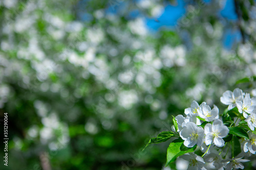Apple branches on a background of green trees with space for text. Blooming Apple tree in the garden. Copy space.