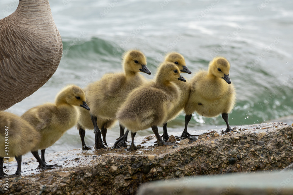 Fototapeta premium Baby geese are exploring the beach with mother goose close by 
