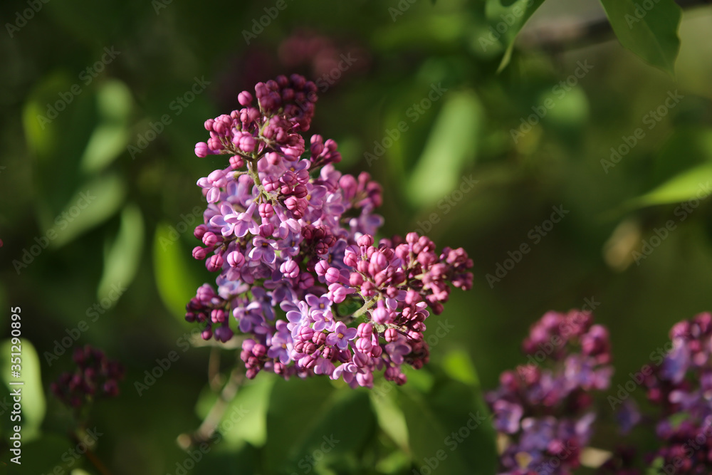 A branch of blooming lilac (syringa) flowers in the garden. Lilac background. Lilac close-up. A branch of blooming lilac (syringa) flowers in the garden. Lilac background. Lilac close-up.