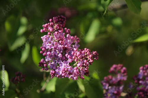 A branch of blooming lilac (syringa) flowers in the garden. Lilac background. Lilac close-up.