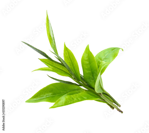 Young green tea leaves Isolated on a white background.