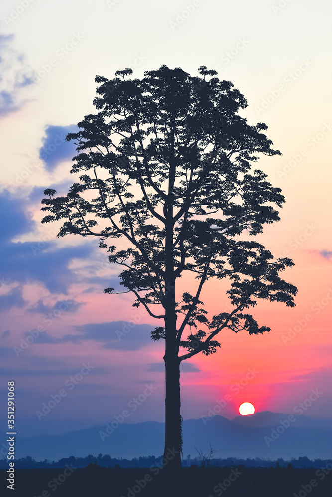 The silhouette of the tree with the morning sunrise background.