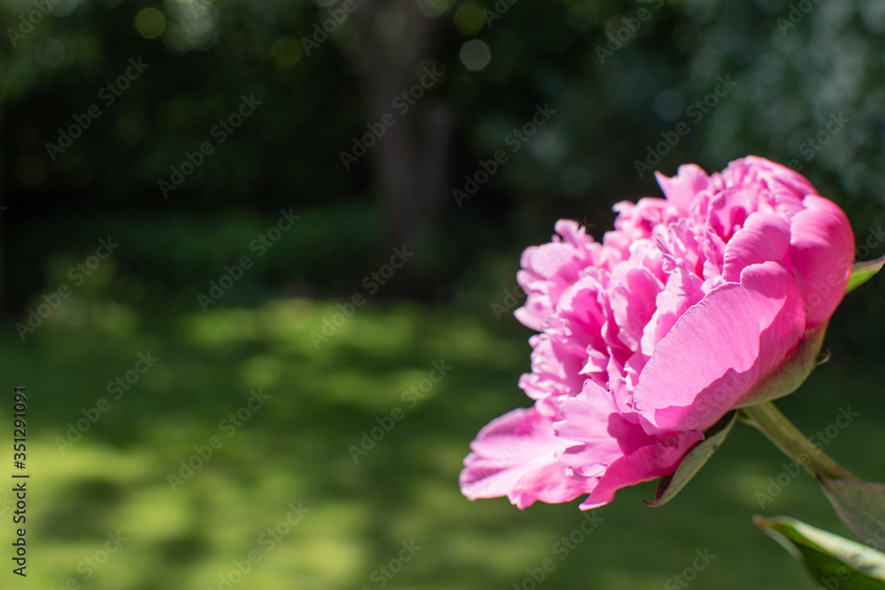 Pinkfarbene Pfingstrose im Grünen Pinkfarbene Pfingstrose im Grünen