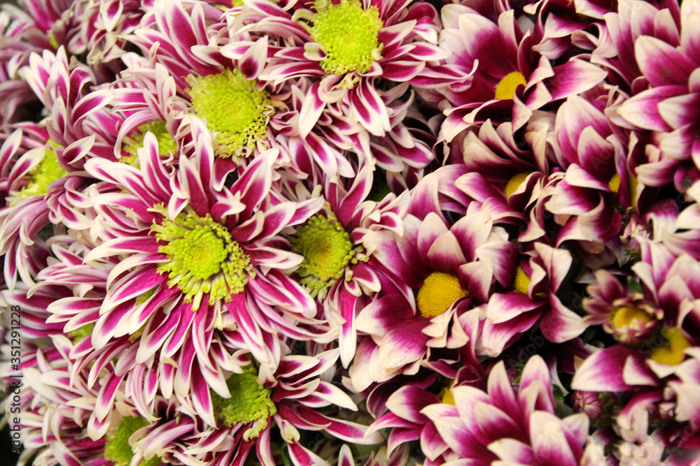 Beautiful flowers. Chrysanthemums. Background. bright colours Beautiful flowers. Chrysanthemums. Background. bright colours
