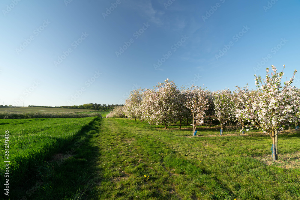Obstbäume Mundelsheim