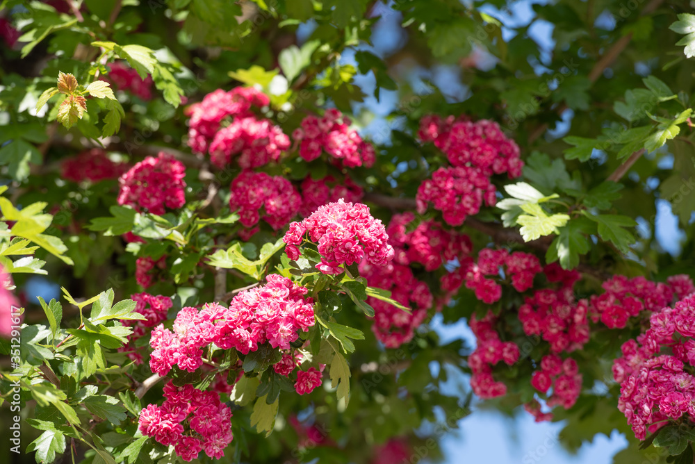 Pinkfarbener Rotdorn Baum im Sommer