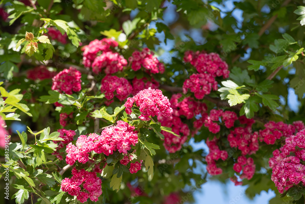 Pinkfarbener Rotdorn Baum im Sommer Pinkfarbener Rotdorn Baum im Sommer