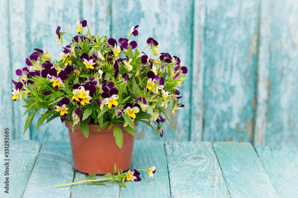 Pansies in a brown flower pot on a wooden blue background in the style of Provence Pansies in a brown flower pot on a wooden blue background in the style of Provence
