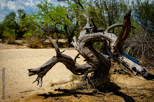 dead mesquite tree in a wash sonoran desert tucson arizona