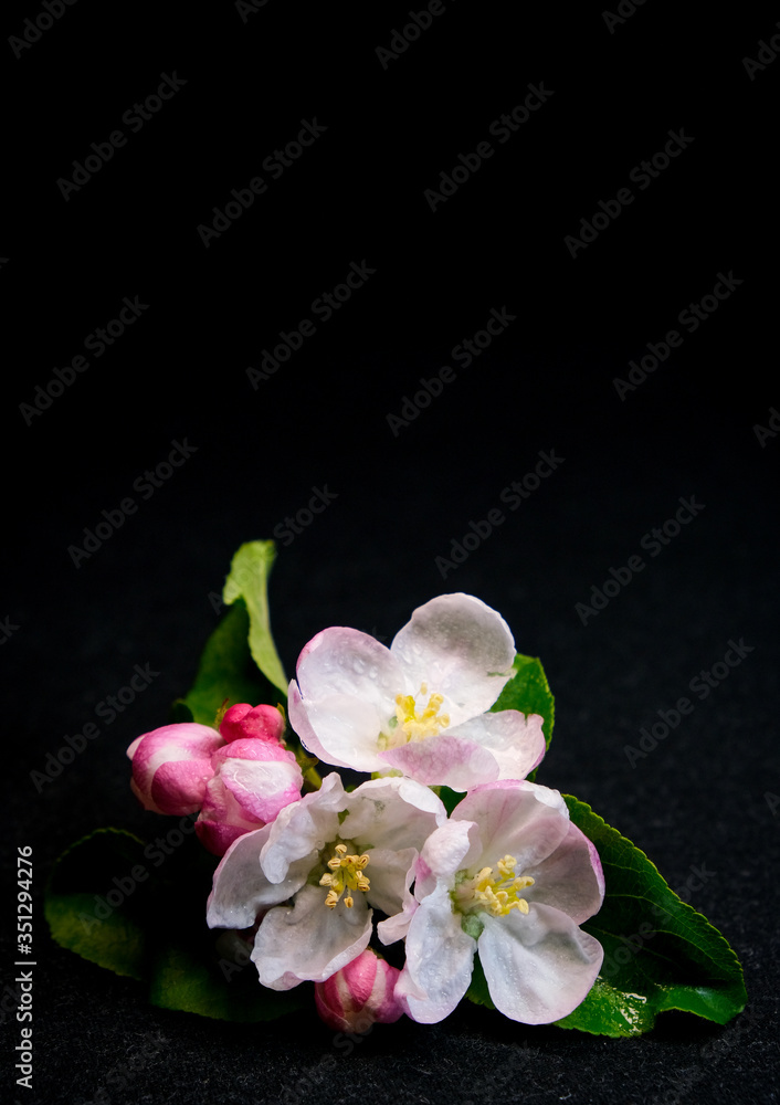 Fototapeta premium flowers on the black background