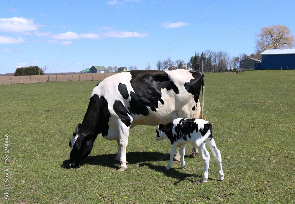 Holstein cow grazing in the field while her newborn calf is playing nearby Holstein cow grazing in the field while her newborn calf is playing nearby