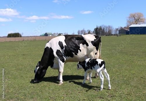 Canvas Print Holstein cow grazing in the field while her newborn calf is playing nearby