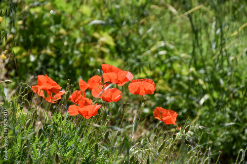 rod poppies in a field in summer