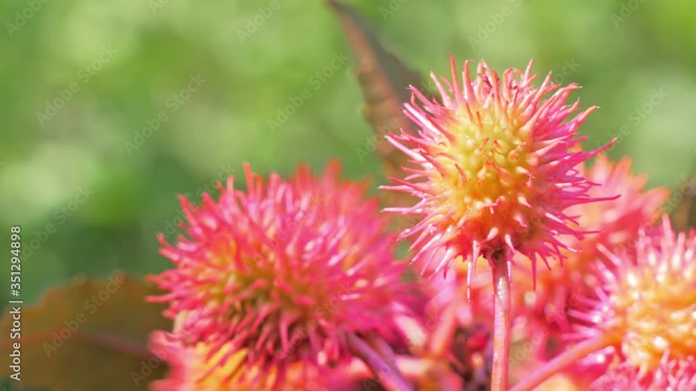 Castor oil plant with red prickly fruits on nature background. Close up Castor oil plant with red prickly fruits on nature background. Close up