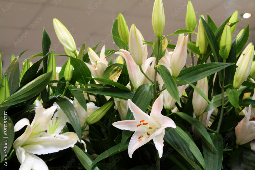 Beautiful flowers. Background. bright colours Beautiful flowers. Background. bright colours