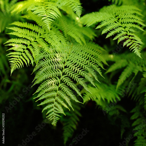 fresh green fern leaves on black background