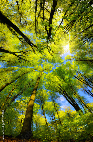 Majestic super wide angle upwards view to the canopy in a beech forest with fresh green foliage, sun rays and clear blue sky