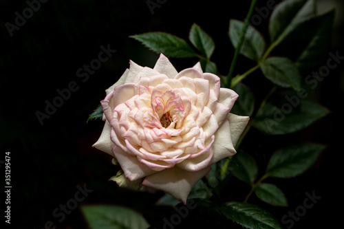 White pink rose flower and green leaves on the dark background