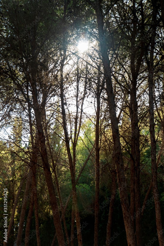 Fototapeta premium sun rays in the forest