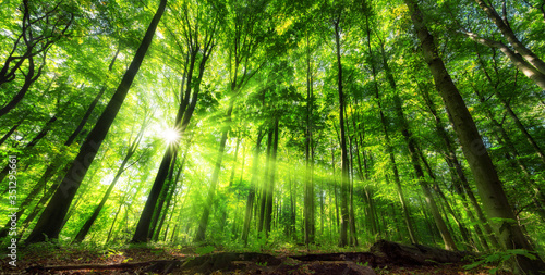 Vibrant panoramic scenery of illuminated foliage in a lush green forest, with vibrant colors and rays of sunlight 