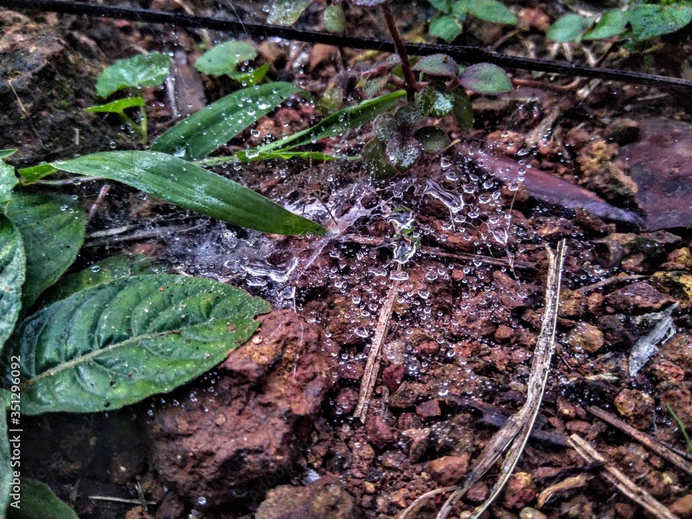 spider web and raindrops ,green leaf spider web and raindrops ,green leaf